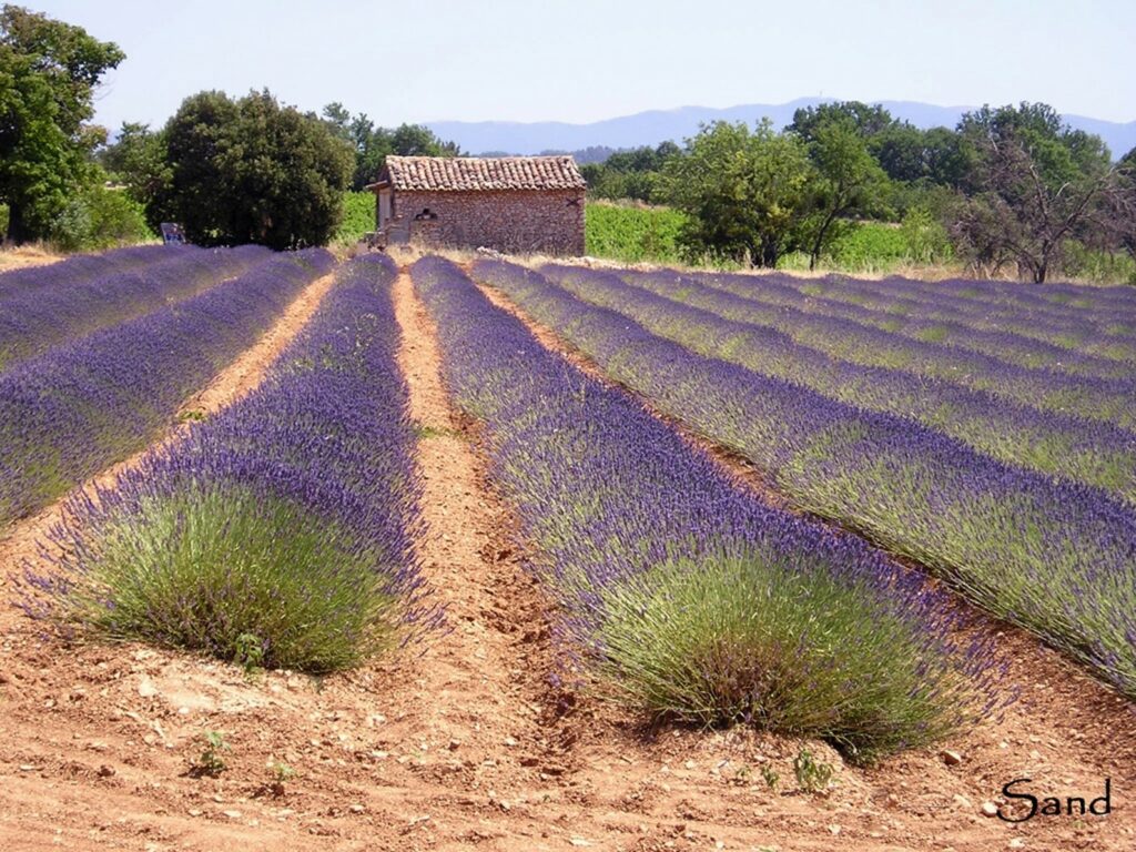 Les lavandes du Haut Var