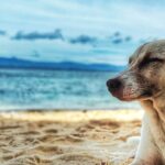 Vacances avec son chien